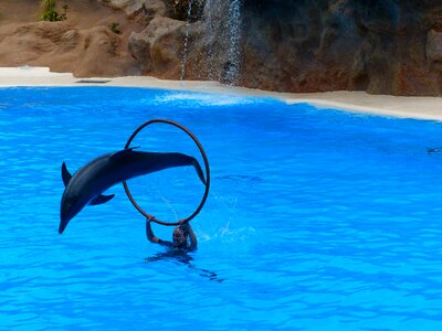 Dolphin show demonstration attraction photo