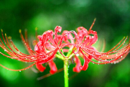 Amaryllis autumn flowers spider lily licorice photo