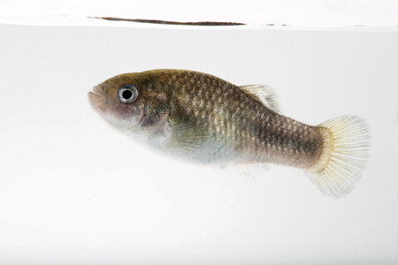 Devils Hole Pupfish in captivity-2