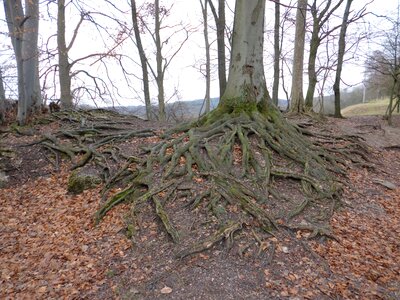 Nature leaves tree photo