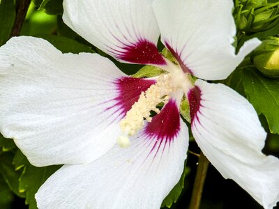 Flower close-up white photo