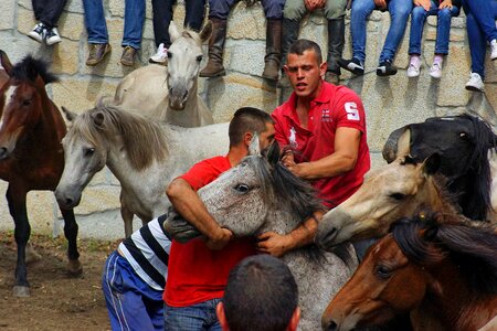 Animal cattle cavalry photo