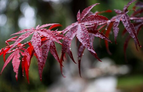 Dew flora landscape