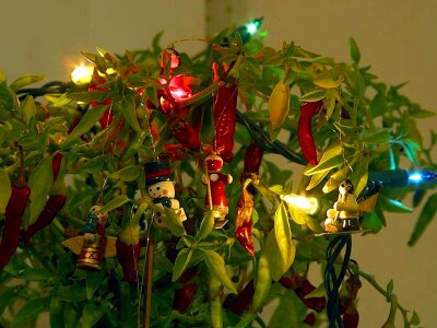 Christmas tree 