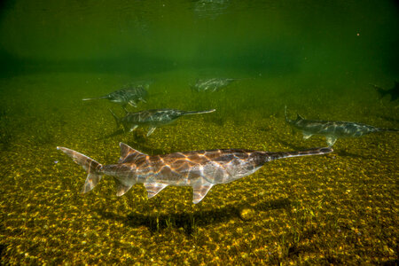 Paddlefish-1
