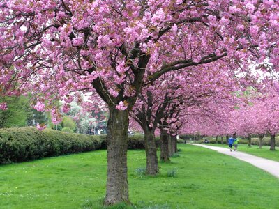 Pink tender spring photo