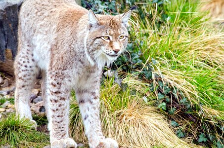 Animal carnivore lynx