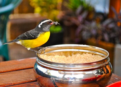 Caribbean west indies bird