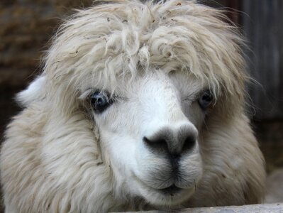 Animal stare scraggly