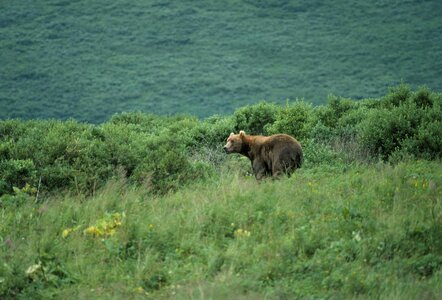Bear brush hang