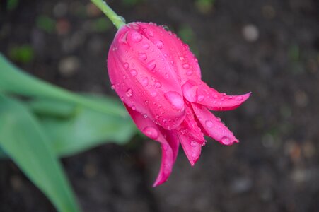 Spring tulip wet