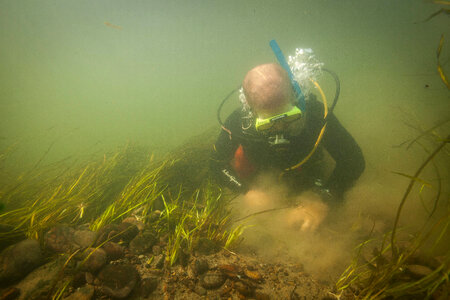 Diver collects freshwater mussels photo
