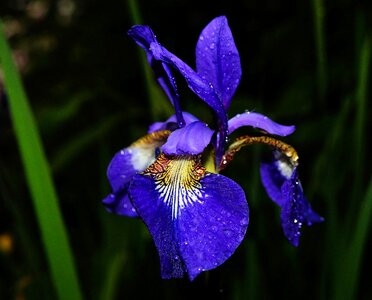 Blue after rain drop of water