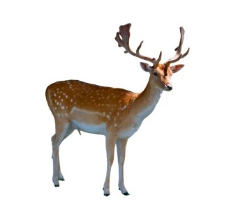 Male stag buck photo
