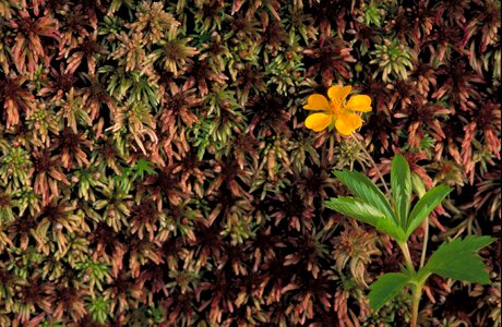 Bloom cinquefoil dwarf photo