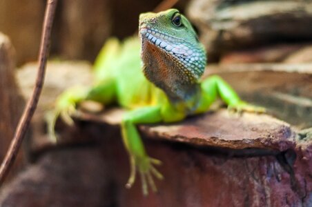 Wild animal nature zoo