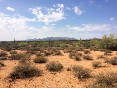 Desert landscape cactus heat