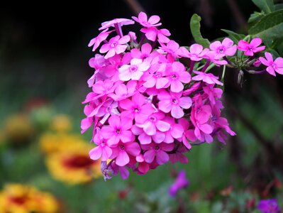 Spring bouquet bright photo