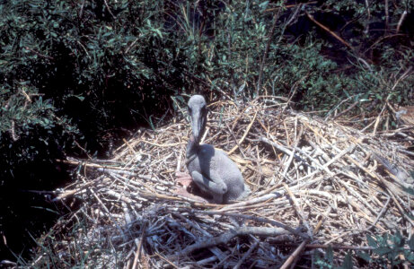 Young brown pelican in nest photo
