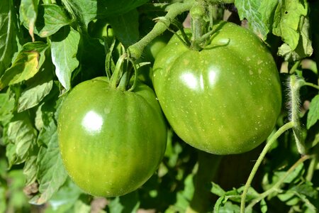 Agriculture beautiful photo calabash
