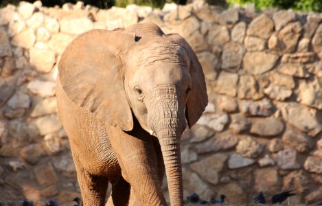 Safari africa trunk