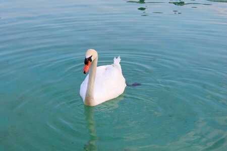 Graceful lake water