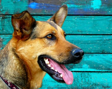 Animal portrait awakened german shepherd hybrid photo