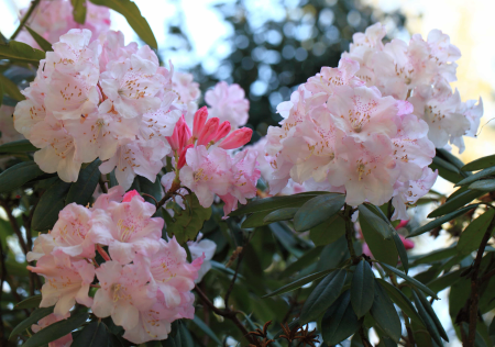 Beautiful beautiful flowers bloom