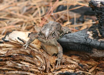 Lizard tree 