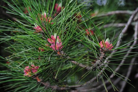 Branch branches conifer