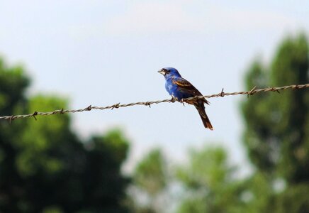 Barbed Wire bird blue