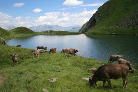 Cows in a pasture in Austria photo