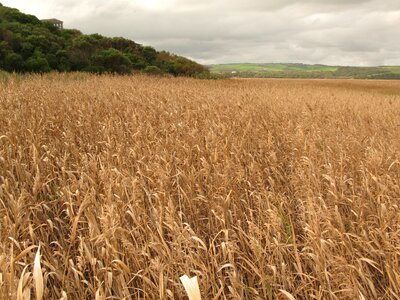 Outdoor ecology bulrush