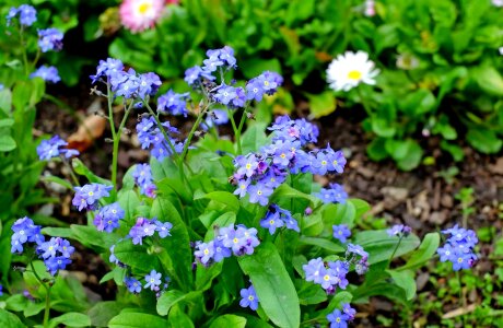 Beautiful Flowers bloom blooming