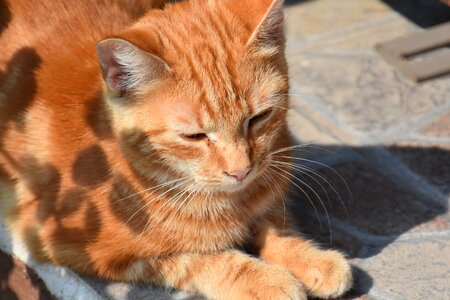 Animal cat claw