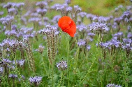 Leaf background flowers photo