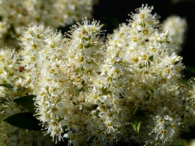 Bloom white plant