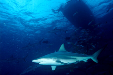 Shark in Ocean photo