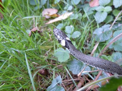 Animal biology camouflage
