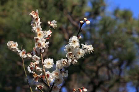 Beautiful Flowers bloom blooming