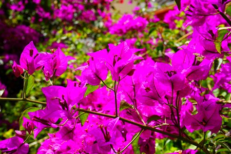 Bush bougainville triple flower photo