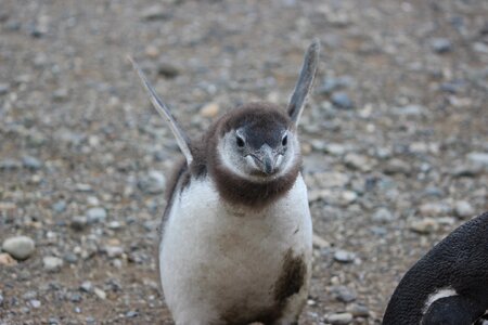 Chile animal cute