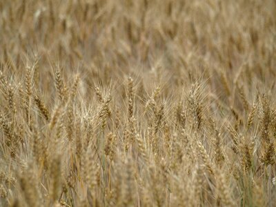Cereals cornfield arable photo