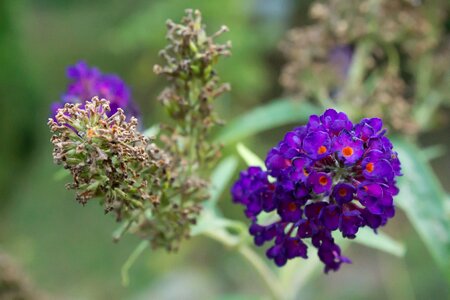 Purple lavender garden photo