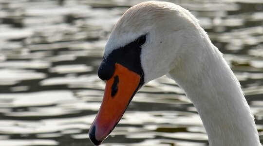 Bird ornithology swan photo