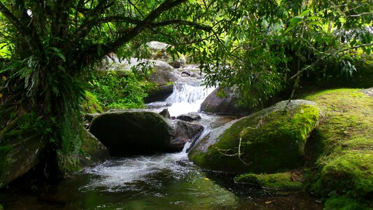Tropical vegetation brazil mato photo