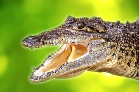 Threatened river carnivorous