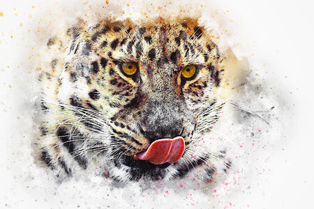 Leopard licking its lips photo