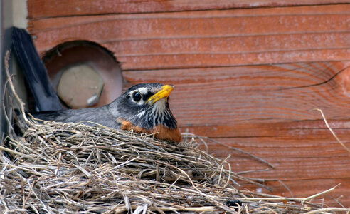 Robin dutifully incubating her eggs