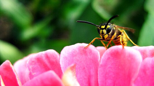Animal insect garden
